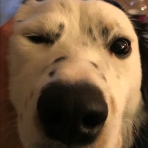 Meet your Posher, Lance